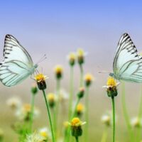 Les ailes du papillon