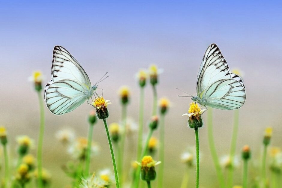 Les ailes du papillon