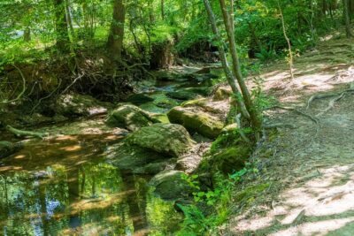 du damier en voie de disparition dans la réserve naturelle