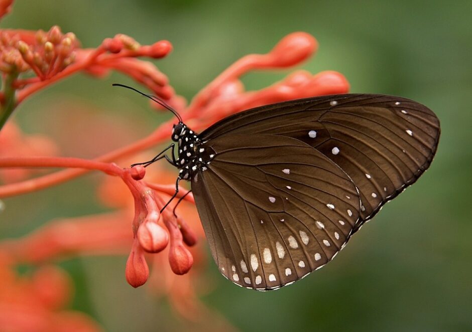 papillons du Pérou